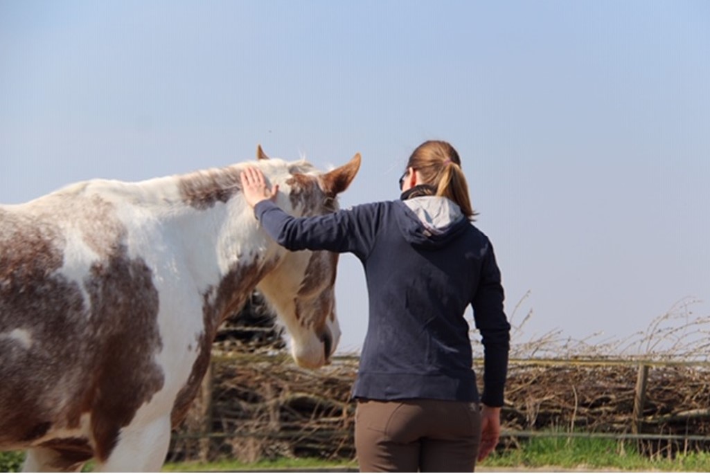 paardencoaching